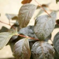 Styrax japonicus 'Evening Light'