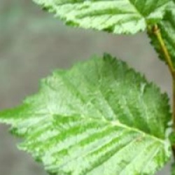 Ulmus Vada 'Wanoux' �