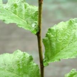 Ulmus Vada 'Wanoux' �