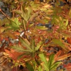 �rable du Japon Autumn Moon