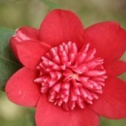 Camellia japonica 'Bob's Tinsie' - Cam�lia du Japon Bob's Tinsie