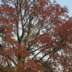 Fagus sylvatica 'Riversii' - H�tre pourpre Riversii