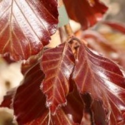 Fagus sylvatica 'Tortuosa Purpurea' - H�tre pourpre tortueux