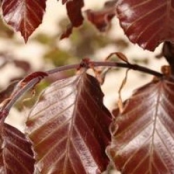 Fagus sylvatica 'Tortuosa Purpurea'