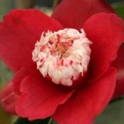 Camellia japonica 'Bohukan'