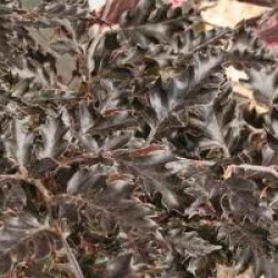 Fagus sylvatica 'Rohan Weeping'