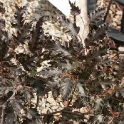 Fagus sylvatica 'Rohan Weeping'