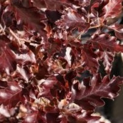 Fagus sylvatica 'Rohan Weeping'