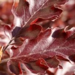 Fagus sylvatica 'Rohan Weeping'