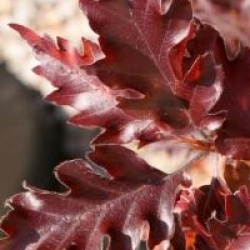 H�tre pourpre nain pleureur