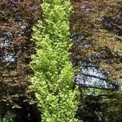 Fagus sylvatica 'Zlatia'