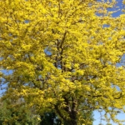 Gleditsia triacanthos 'Sunburst'