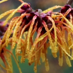 Hamamelis x intermedia 'Aphrodite' - Hamamelis Aphrodite
