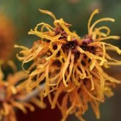 Hamamelis x intermedia 'Jelena' - Hamamelis Jelena