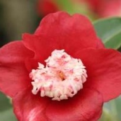 Camellia japonica 'Bohukan'
