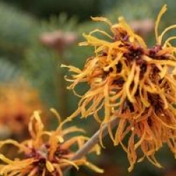 Hamamelis x intermedia 'Jelena'