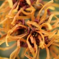 Hamamelis x intermedia 'Jelena'