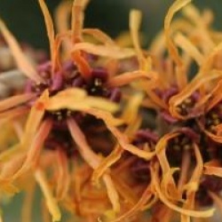 Hamamelis x intermedia 'Jelena'