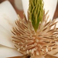 Magnolia denudata 'Double Diamond'