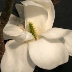 Magnolia denudata 'Double Diamond'