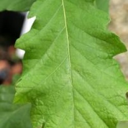 Quercus bicolor