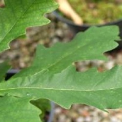 Quercus bicolor