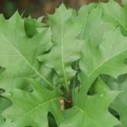 Quercus palustris 'Green Dwarf'