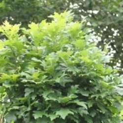 Quercus palustris 'Green Dwarf'