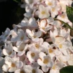 Viburnum x burkwoodii 'Anne Russell' 