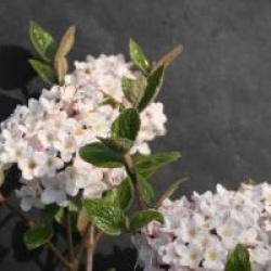 Viburnum x burkwoodii 'Anne Russell' 