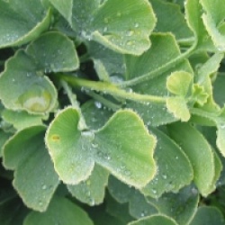 Ginkgo biloba 'Jade Butterflies' - Ginkgo Jade Butterflies