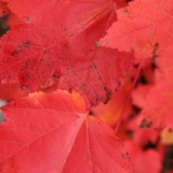 Acer rubrum 'October Glory'