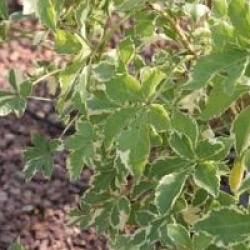 Eleutherococcus sieboldianus 'Variegatus'