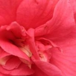 Camellia japonica 'Comte de Gomer'