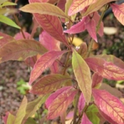 Callicarpa kwangtungensis
