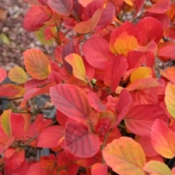 Fothergilla gardenii