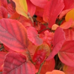 Fothergilla gardenii