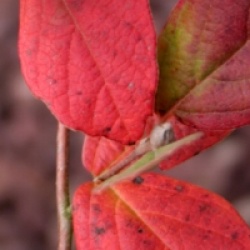 Fothergilla gardenii 'Blue Mist'