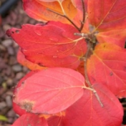 Fothergilla 'Mount Airy'