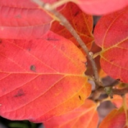 Fothergilla 'Mount Airy'