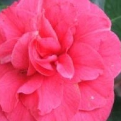 Camellia japonica 'Comte de Gomer'