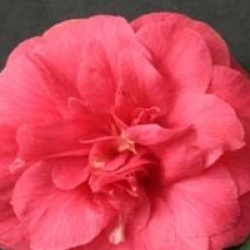 Camellia japonica 'Comte de Gomer'