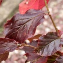 Parrotia persica 'Burgundy'