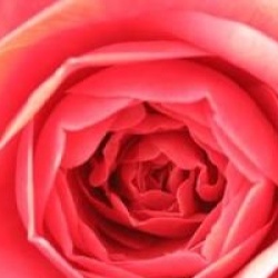 Camellia japonica 'Coquetti'