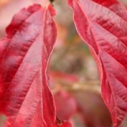 Parrotia Burgundy