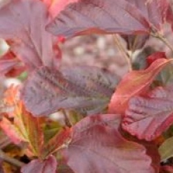Parrotia persica 'Burgundy'