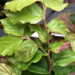 Parrotia persica 'Felicie'