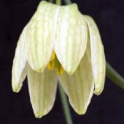Fritillaria meleagris