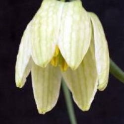Fritillaria meleagris