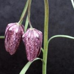Fritillaria meleagris - Oeuf de vanneau